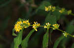 Ouachita Mountain goldenrod